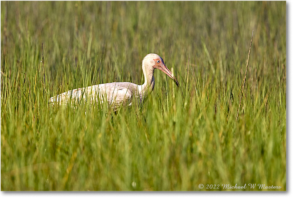 WhiteIbis_ChincoNWR_2022Jun_R5B09164 copy