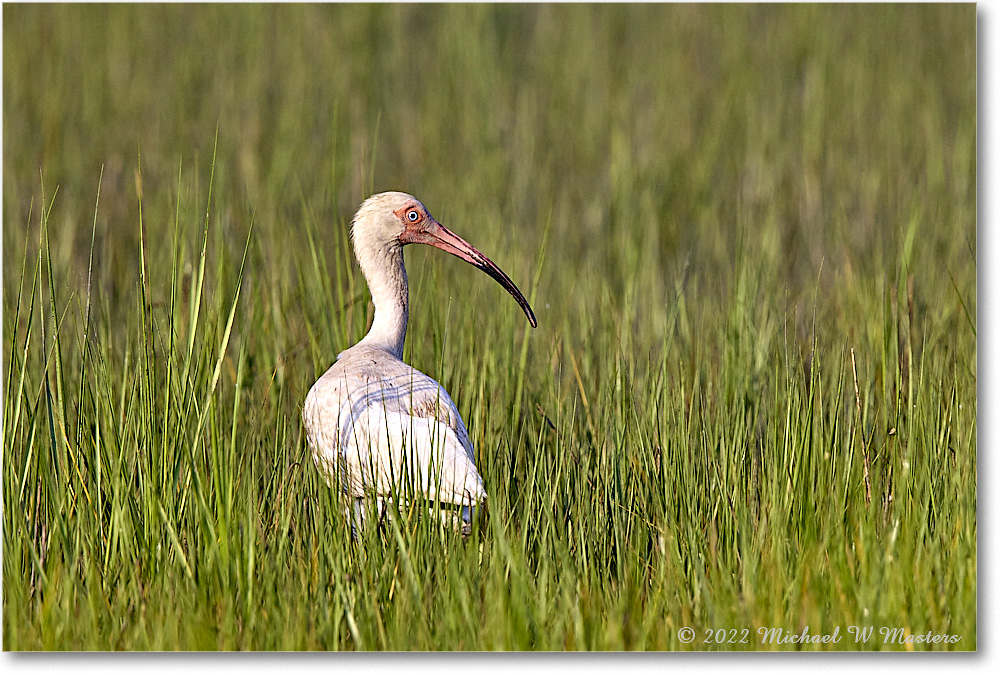 WhiteIbis_ChincoNWR_2022Jun_R5B09172 copy