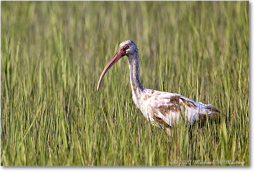 WhiteIbis_ChincoNWR_2022Jun_R5B09211 copy