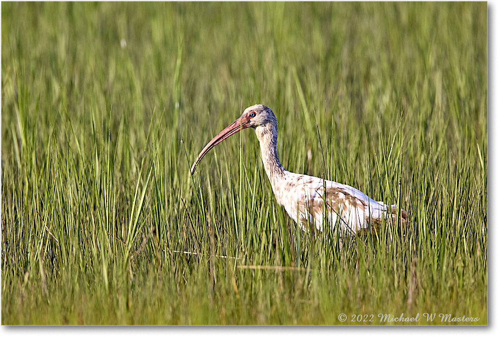 WhiteIbis_ChincoNWR_2022Jun_R5B09248 copy