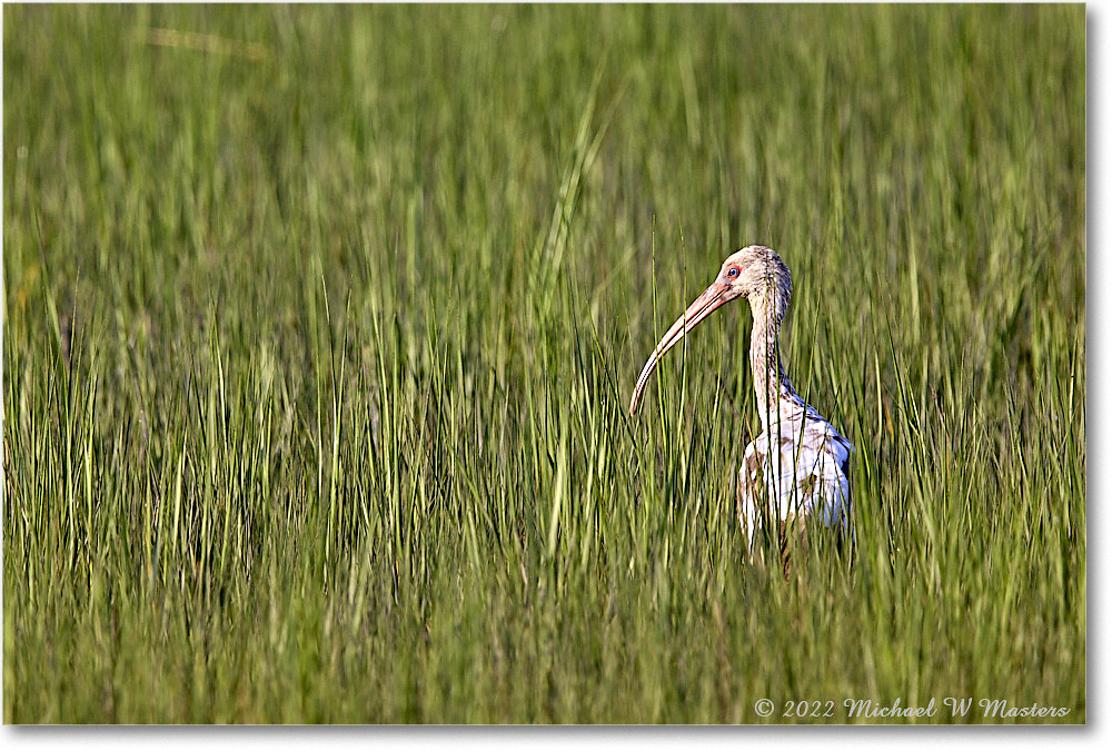 WhiteIbis_ChincoNWR_2022Jun_R5B09261 copy