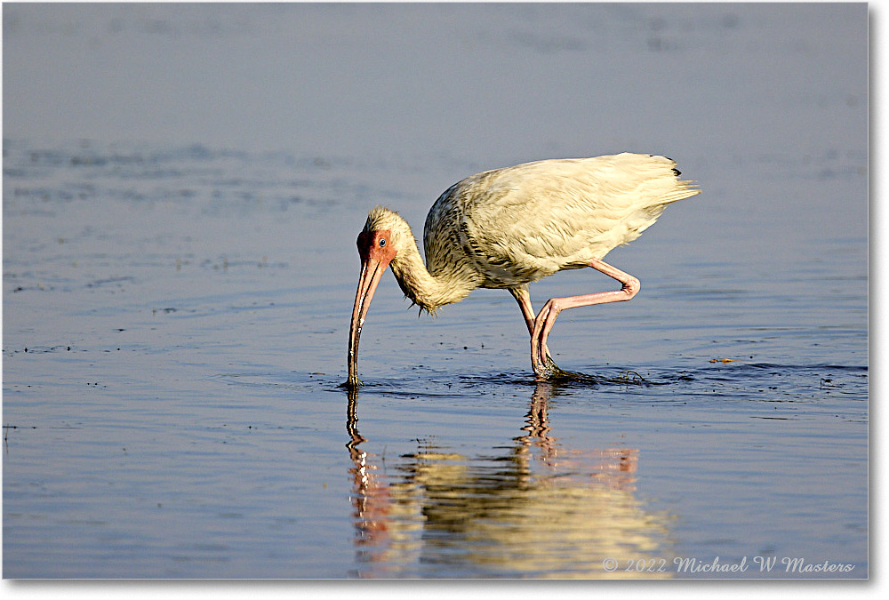 WhiteIbis_ChincoNWR_2022Jun_R5B09304 copy