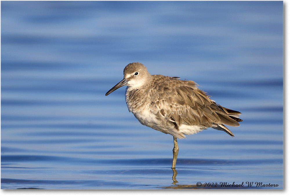 Willet_ChincoNWR_2022Jun_R5A05850 copy