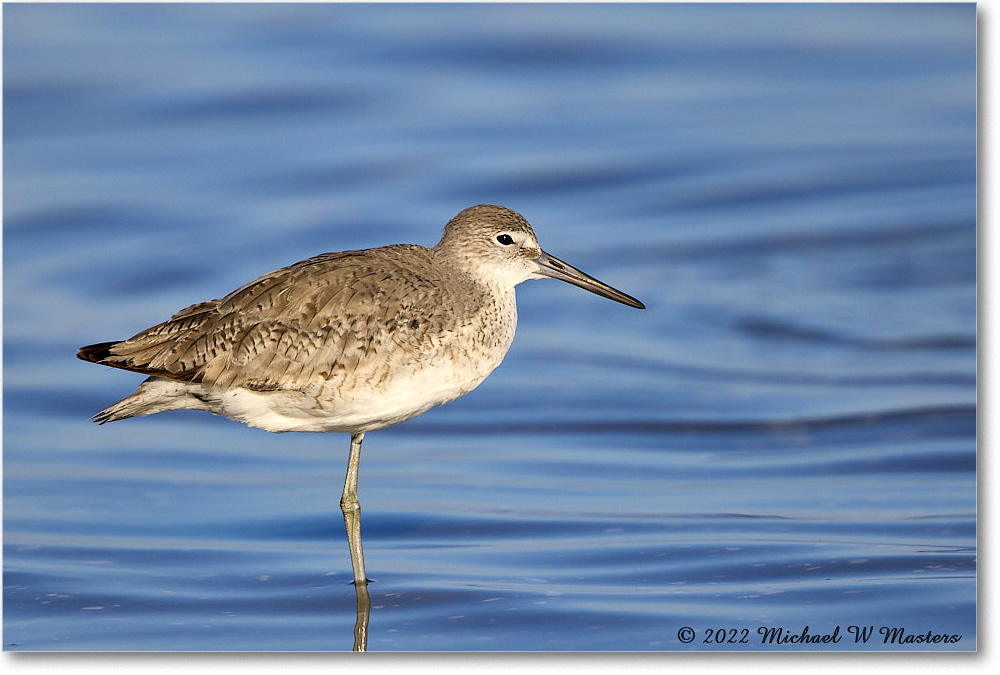 Willet_ChincoNWR_2022Jun_R5A05893 copy