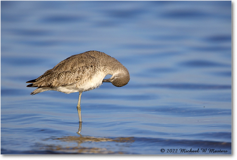 Willet_ChincoNWR_2022Jun_R5A05932 copy