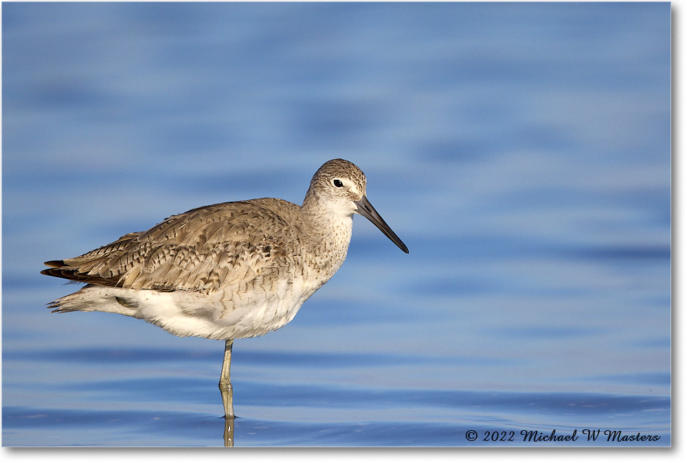 Willet_ChincoNWR_2022Jun_R5A05962 copy