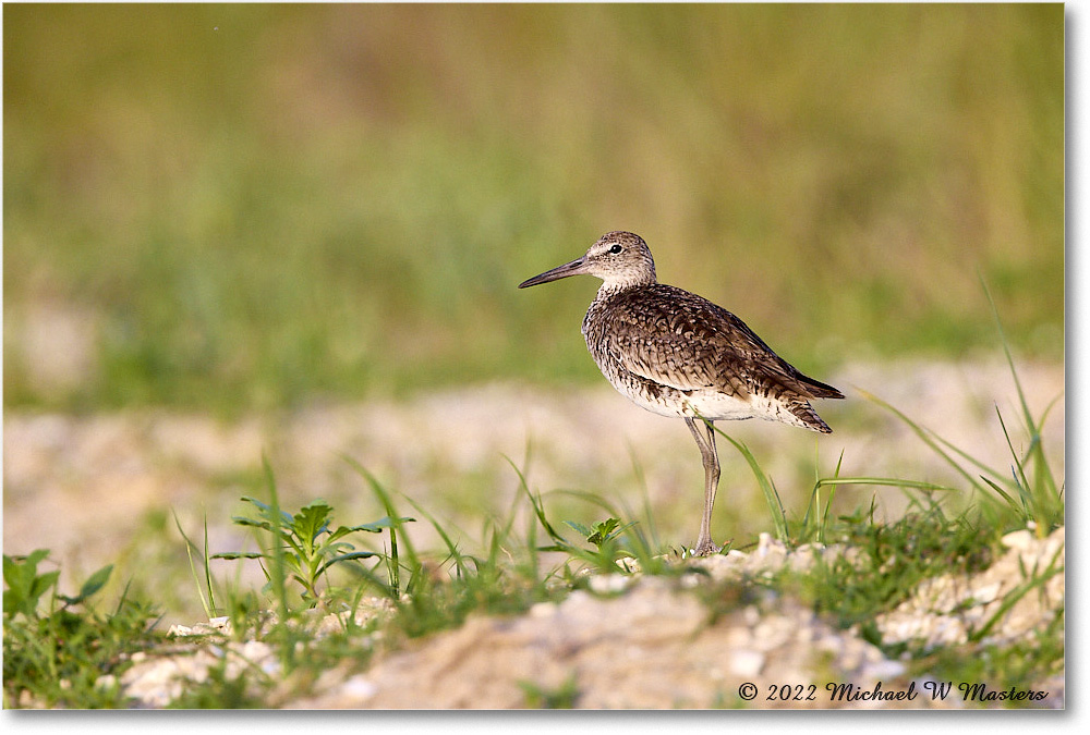 Willet_ChincoNWR_2022Jun_R5A09663 copy