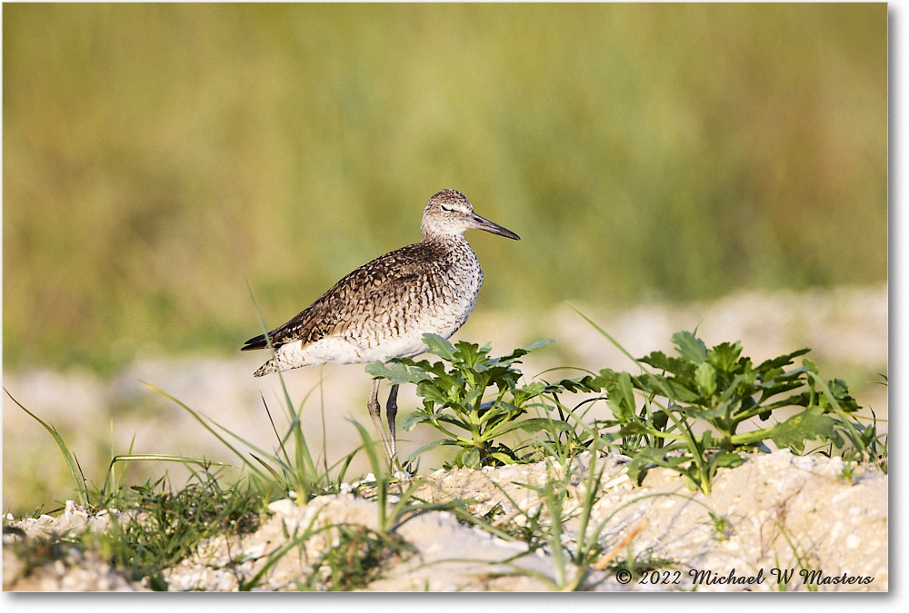 Willet_ChincoNWR_2022Jun_R5A09670 copy