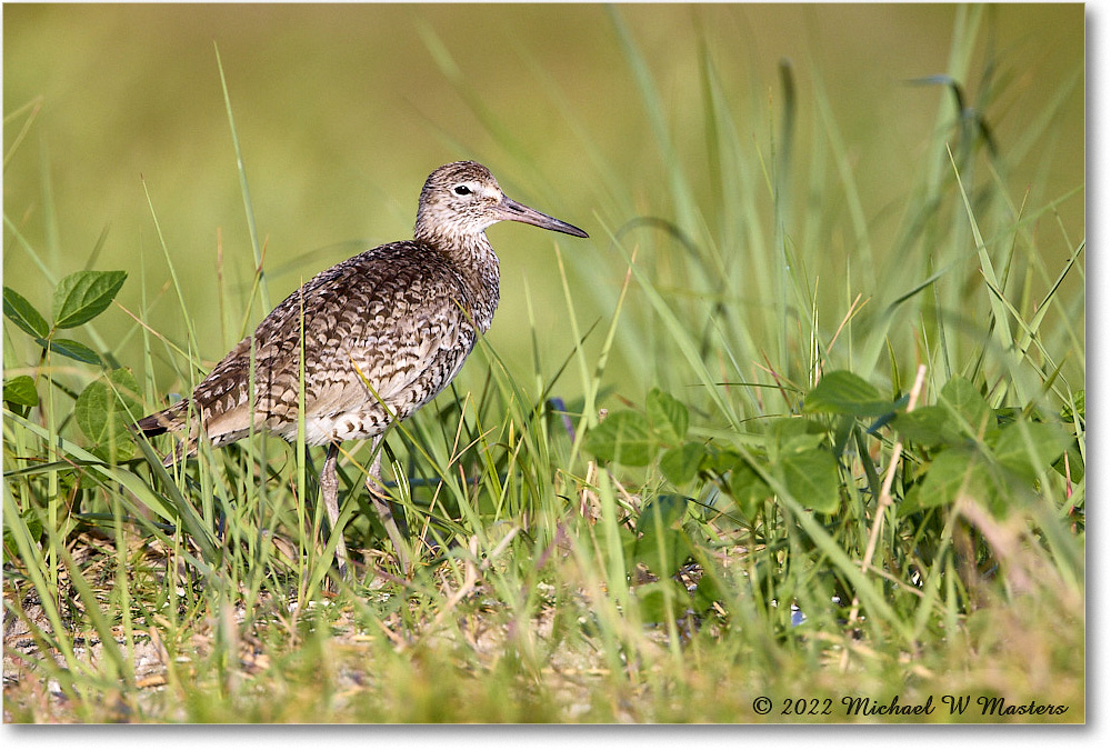 Willet_ChincoNWR_2022Jun_R5A09802 copy