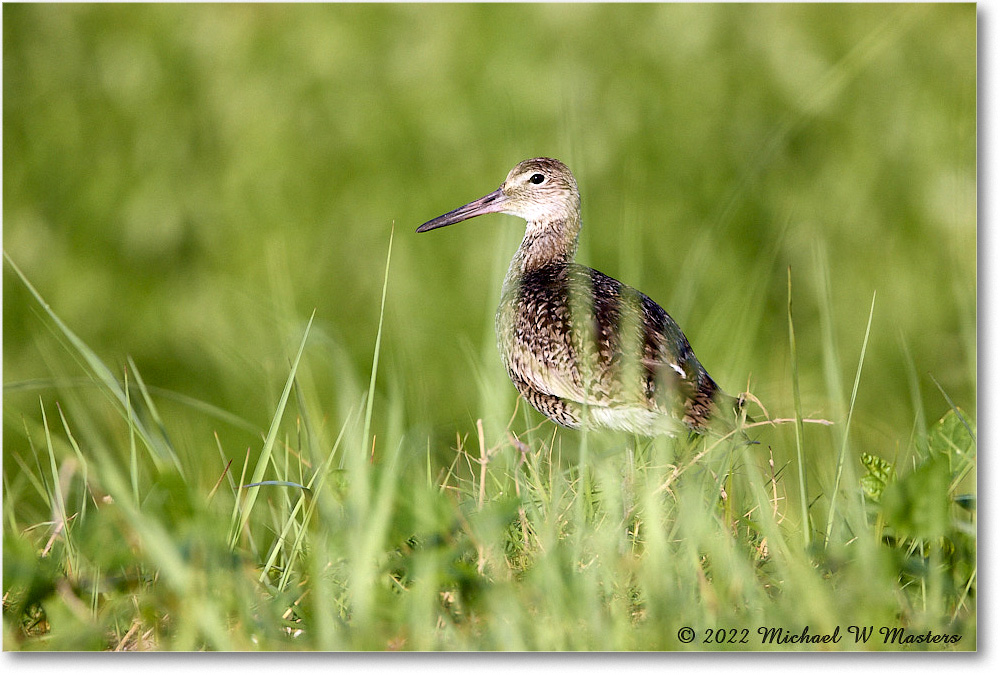 Willet_ChincoNWR_2022Jun_R5A09851 copy