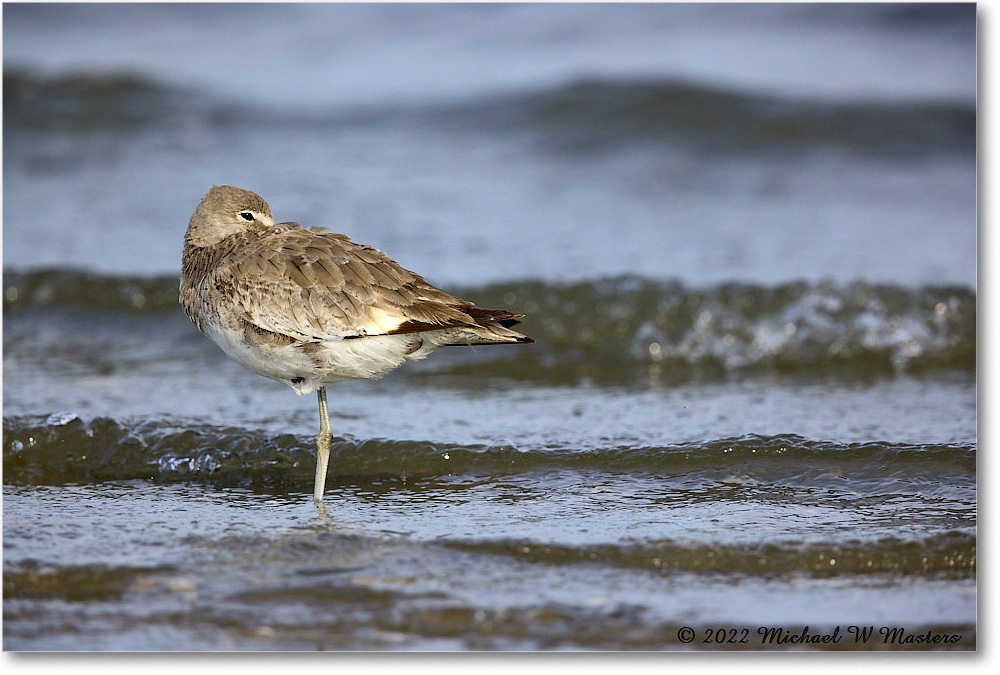 Willet_ChincoNWR_2022Jun_R5B08674 copy