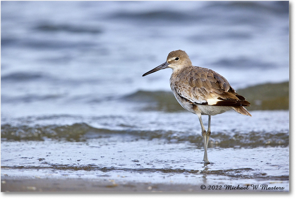 Willet_ChincoNWR_2022Jun_R5B08691 copy