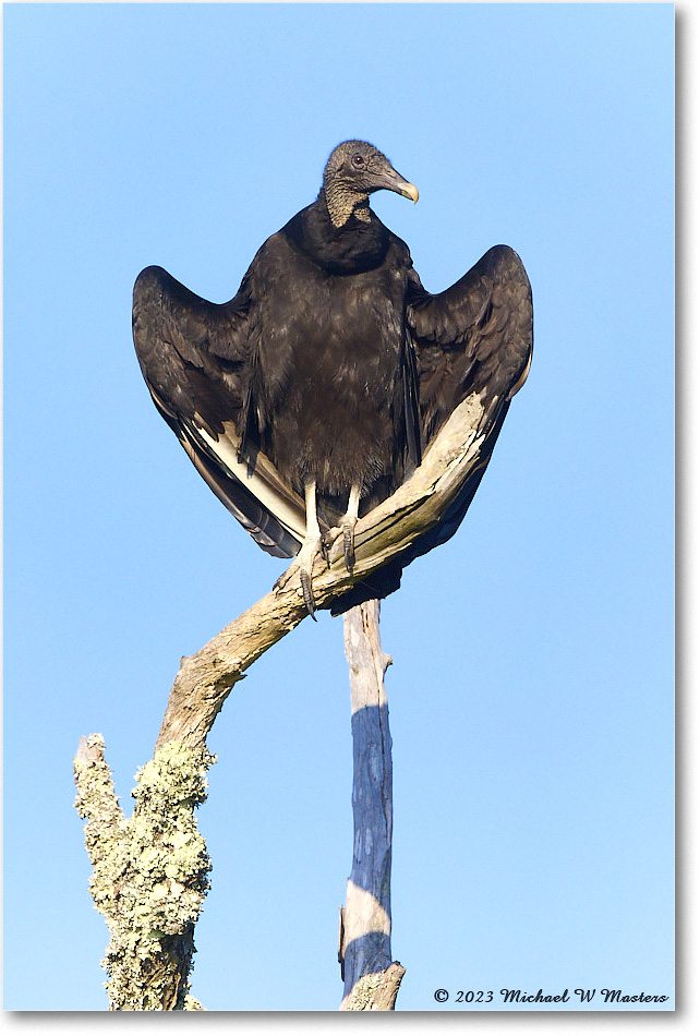 BlackVulture_ChincoNWR_2023Jun_R5B10238 copy