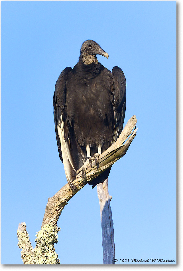 BlackVulture_ChincoNWR_2023Jun_R5B10249 copy