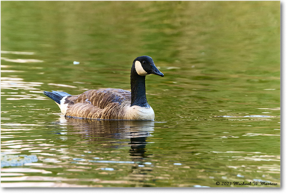 CanadaGoose_Chincoteague_2023Jun_R5B09914 copy