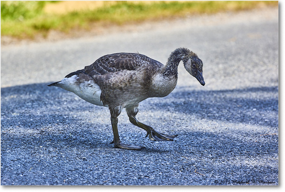 CanadaGoose_Chincoteague_2023Jun_R5B11253 copy