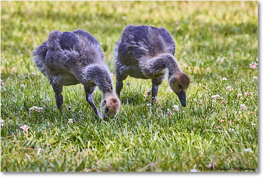 CanadaGoose_Chincoteague_2023Jun_R5B11255 copy