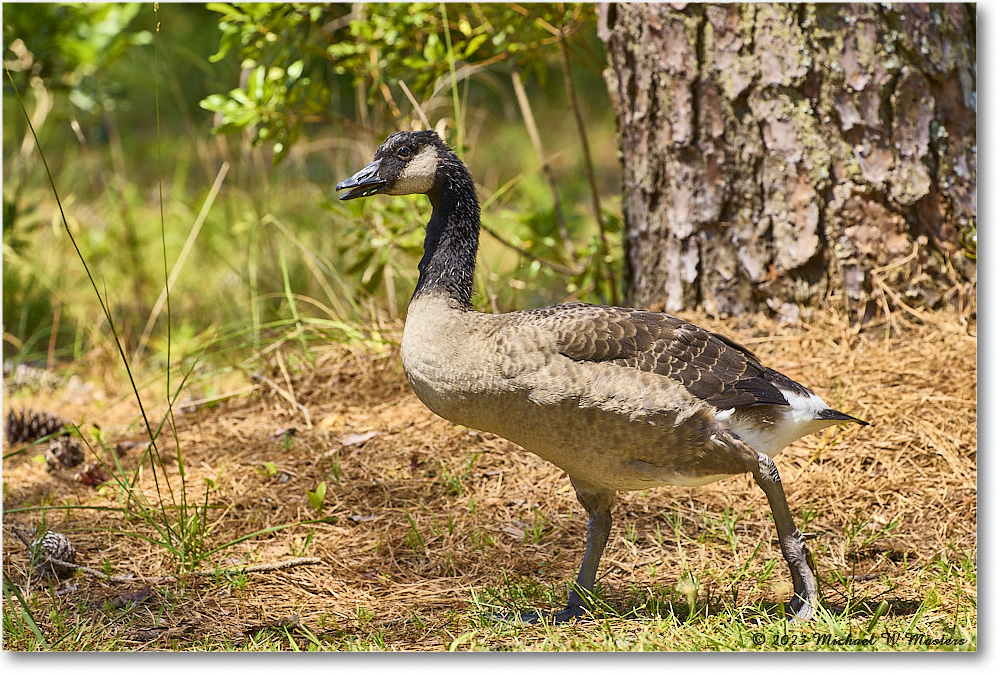 CanadaGoose_Chincoteague_2023Jun_R5B11274 copy