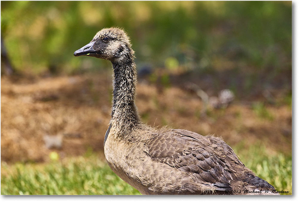 CanadaGoose_Chincoteague_2023Jun_R5B11289 copy