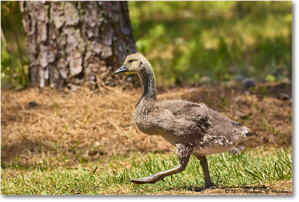 CanadaGoose_Chincoteague_2023Jun_R5B11308 copy