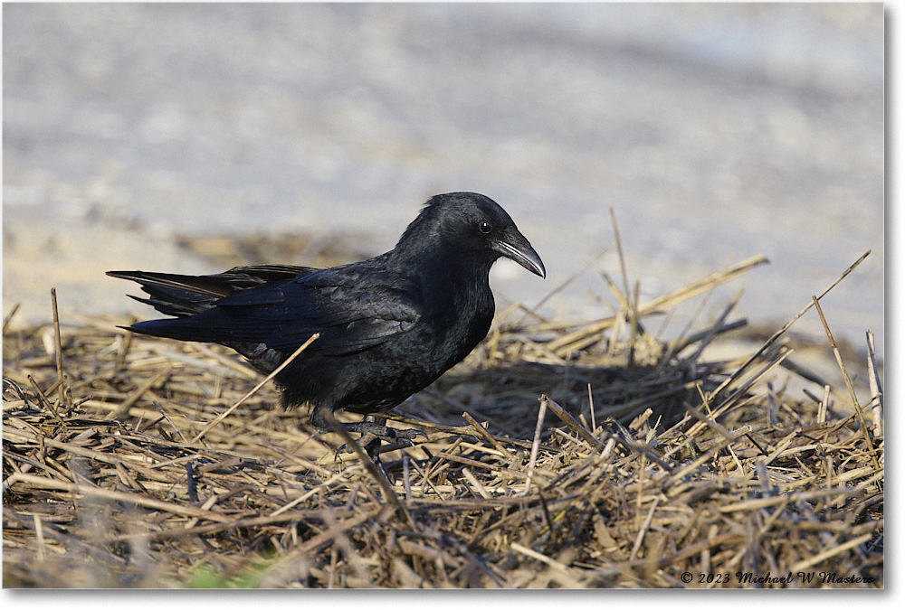 Crow_Assateague_2023Jun_R5B09970 copy