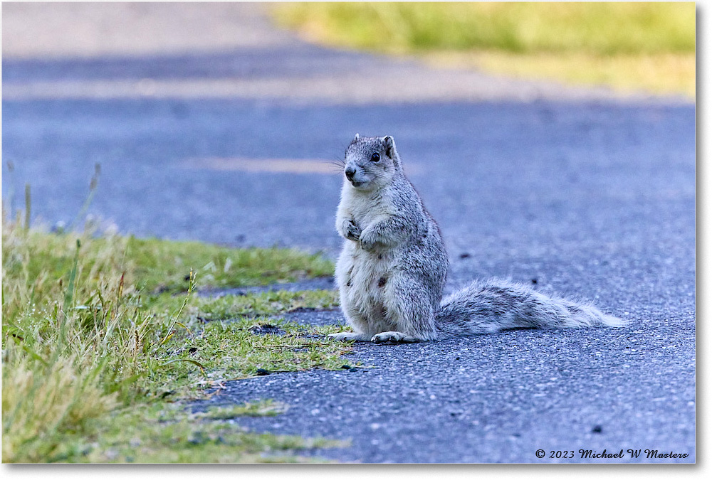 FoxSquirrel_ChincoNWR_2023Jun_R5B11015 copy