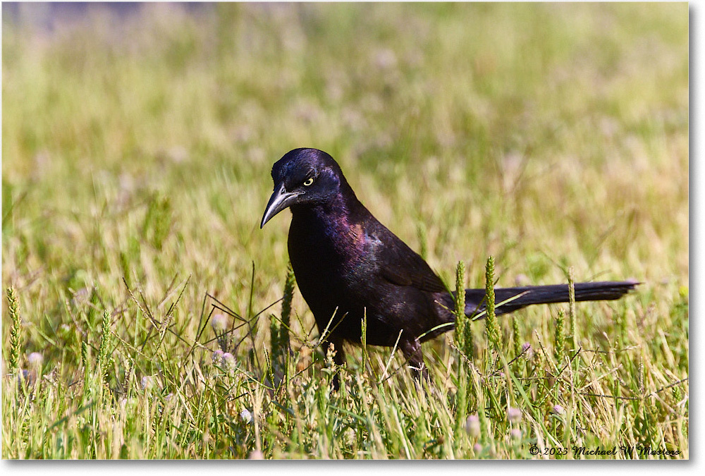 Grackle_ChincoNWR_2023Jun_R5B10271 copy