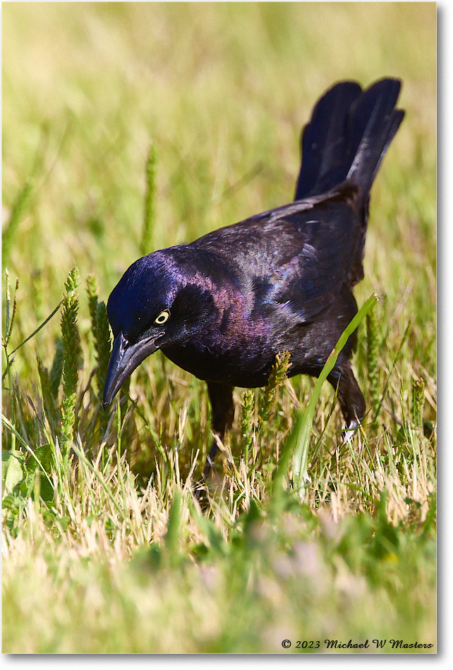 Grackle_ChincoNWR_2023Jun_R5B10297 copy