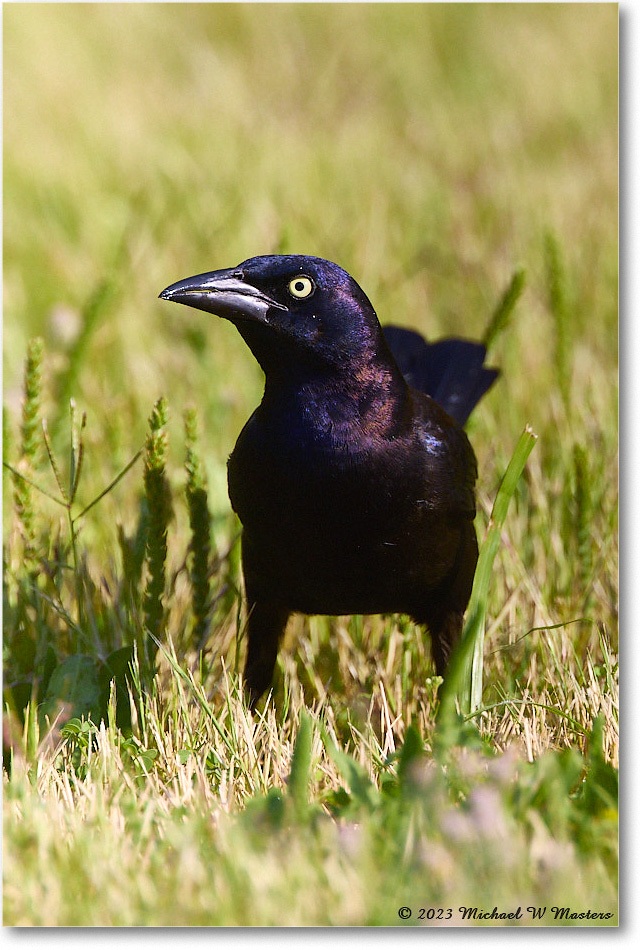 Grackle_ChincoNWR_2023Jun_R5B10310 copy