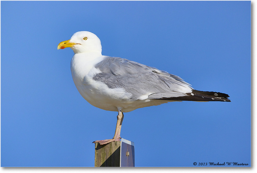 HerringGull_Assateague_2023Jun_R5B10329 copy