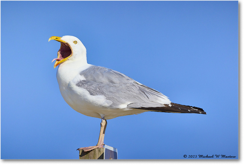 HerringGull_Assateague_2023Jun_R5B10338 copy