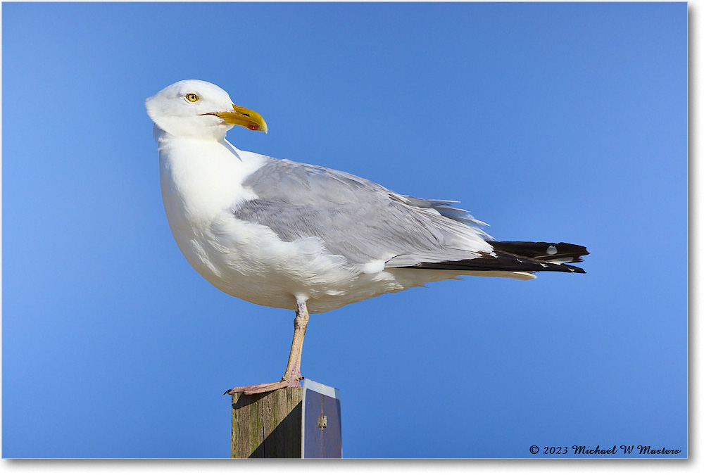 HerringGull_Assateague_2023Jun_R5B10357 copy