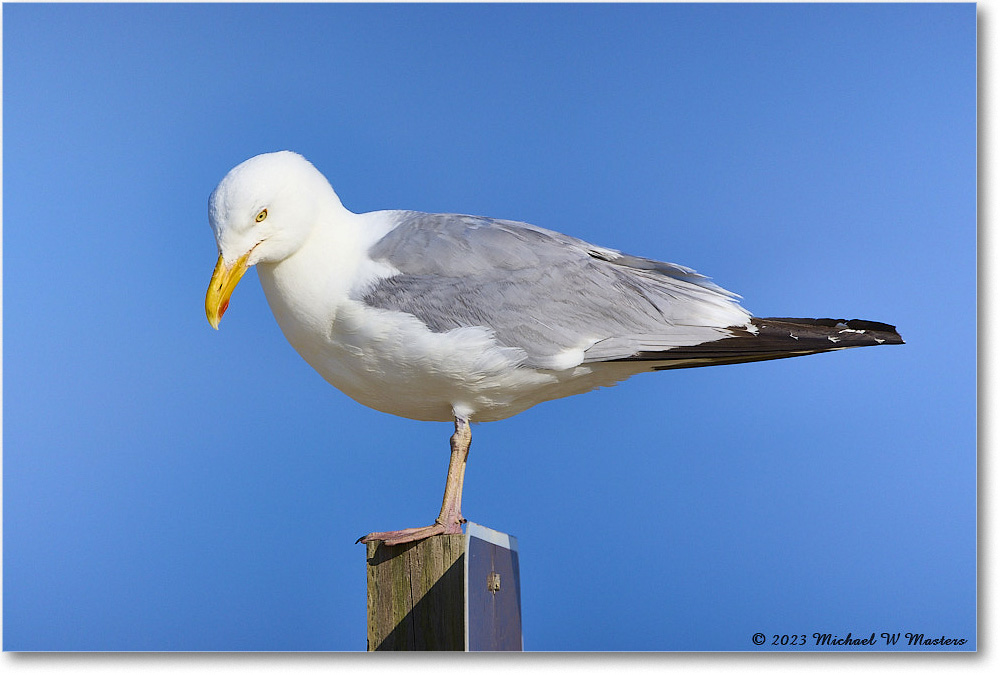 HerringGull_Assateague_2023Jun_R5B10383 copy