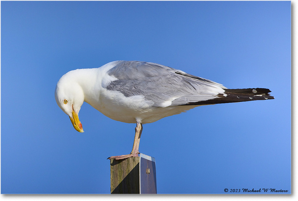 HerringGull_Assateague_2023Jun_R5B10389 copy