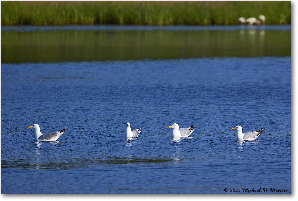 HerringGulls_ChincoNWR_2023Jun_R5B10226 copy