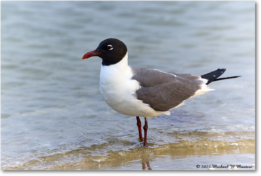 LaughingGull_Assateague_2023Jun_R5B11520 copy