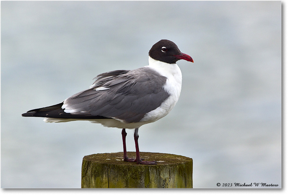 LaughingGull_Chincoteague_2023Jun_R5B09897 copy