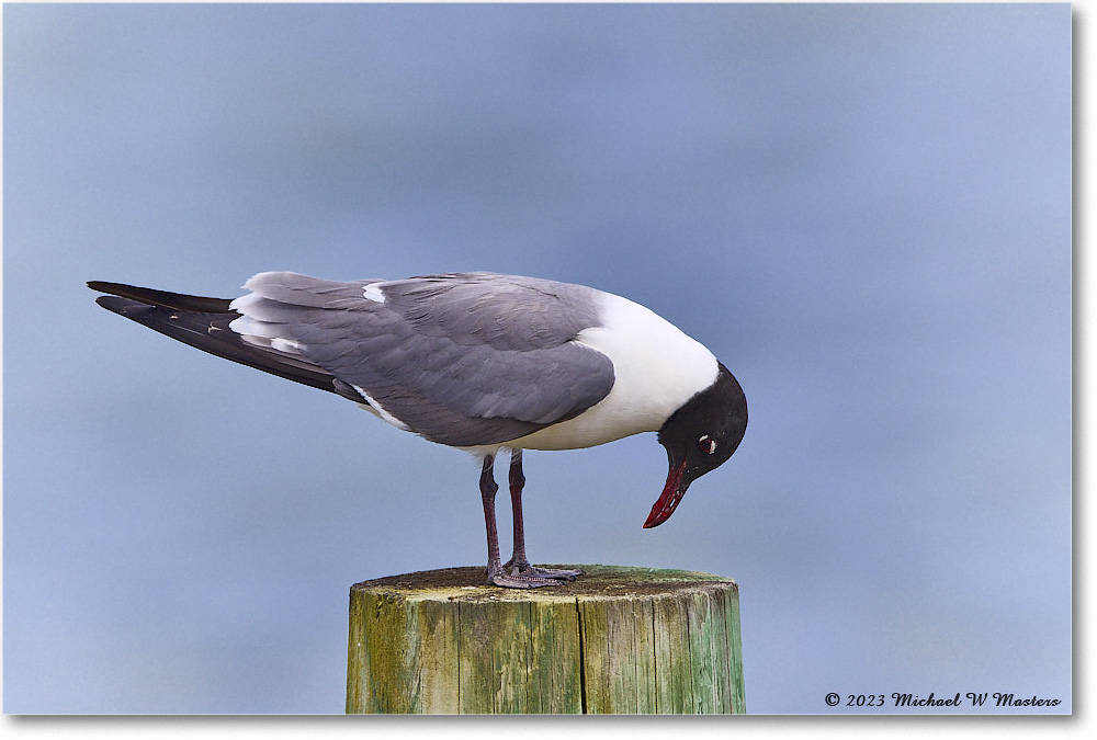 LaughingGull_OysterBay_2023Jun_R5B10019 copy