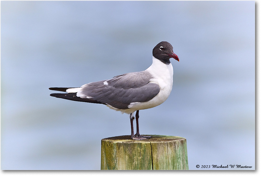 LaughingGull_OysterBay_2023Jun_R5B10022 copy