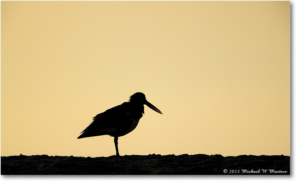 Oystercatcher_Assateague_2023Jun_R5B10037 copy