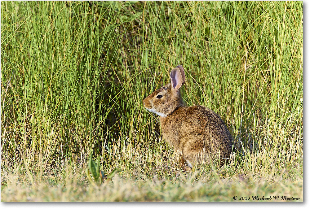 Rabbit_Assateague_2023Jun_R5B11010 copy