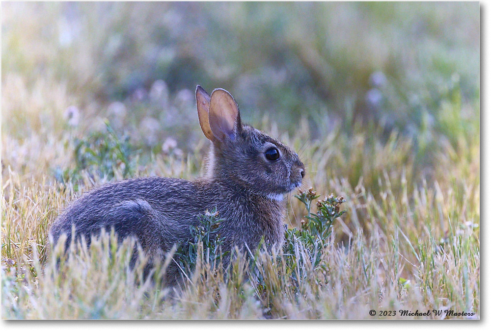 Rabbit_ChincoNWR_2023Jun_R5B11021 copy