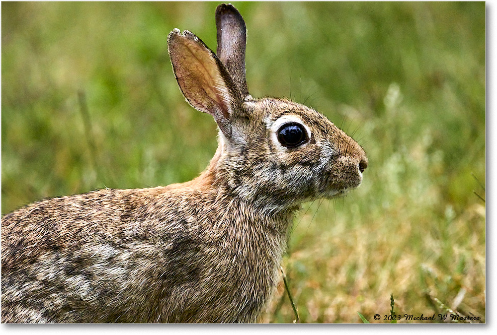 Rabbit_Chincoteague_2023Jun_R5B09873 copy