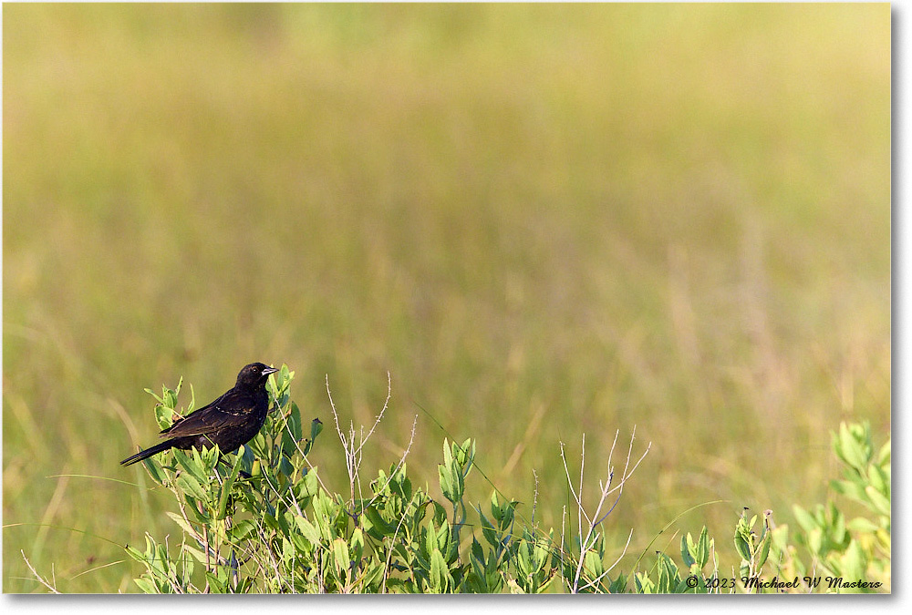 RedwingBlackbird_Assateague_2023Jun_R5B10686 copy