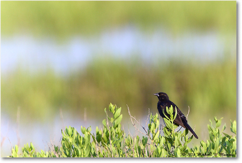 RedwingBlackbird_Assateague_2023Jun_R5B10697 copy