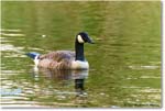 CanadaGoose_Chincoteague_2023Jun_R5B09914 copy