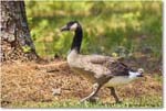 CanadaGoose_Chincoteague_2023Jun_R5B11271 copy