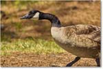 CanadaGoose_Chincoteague_2023Jun_R5B11298 copy