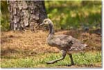 CanadaGoose_Chincoteague_2023Jun_R5B11308 copy