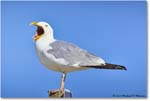 HerringGull_Assateague_2023Jun_R5B10338 copy